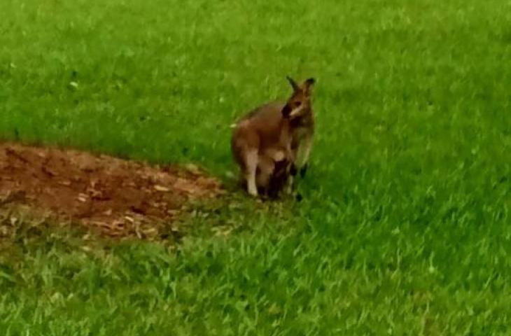 Photo of a Wallaby in the garden