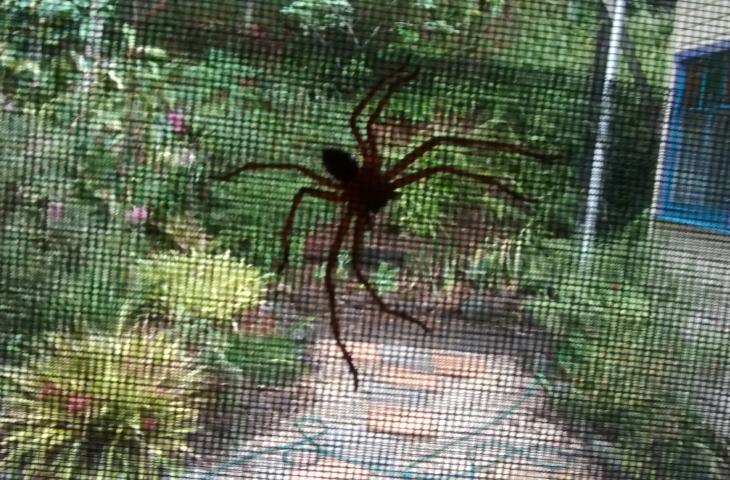 Spider at Tintenbar